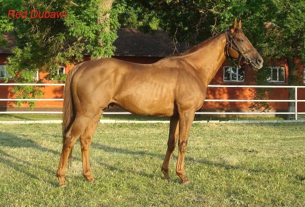 6hseor684g red dubawi