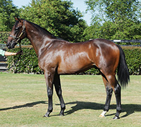 Fastnetrock coltmini