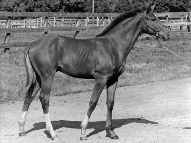 Жеребенок Секретариат  (Secretariat) Двухлетняя компания Жеребенок Секретариат  (Secretariat) Двухлетняя компания