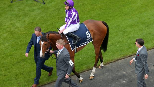 Minding%20oaks