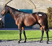 Tattersalls irlanmini