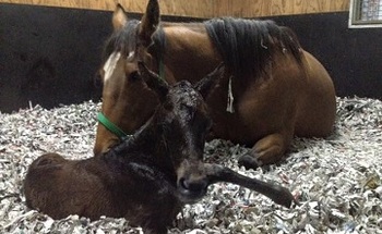 Гентилдонна