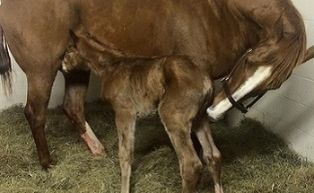 Littleprincessemma Foal