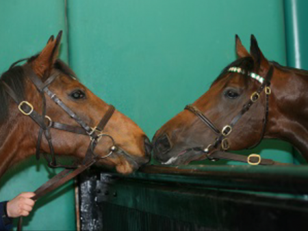 Kind Kingman Kind Kingman