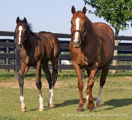 Irish Pharoah Irish Pharoah