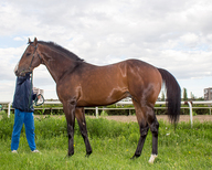 Хай файт Copy