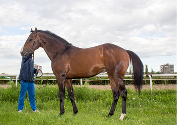 Хай файт Copy