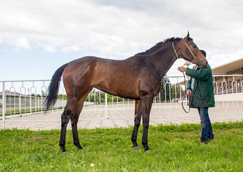 НАЛЛА ДЖЕНА (NALLA JENA)