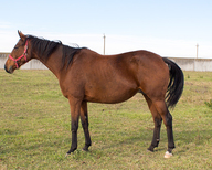 ЮНИОРКА (YUNIORKA)