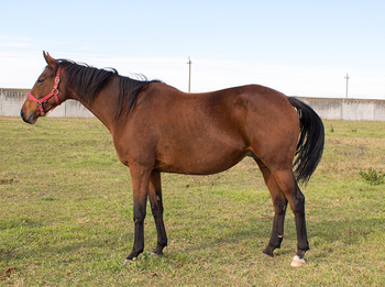 ЮНИОРКА (YUNIORKA)