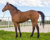 МАЙ БЕС (MY BES)