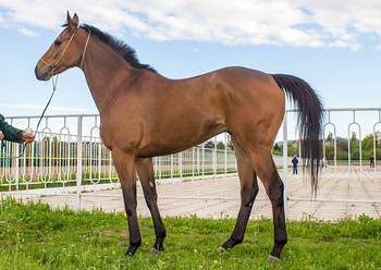 МАЙ БЕС (MY BES)