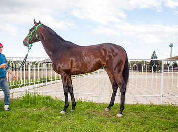 Джет Минарет (Jet Minaret)