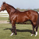 Northern Dancer