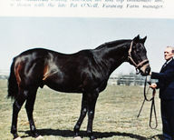 War Admiral