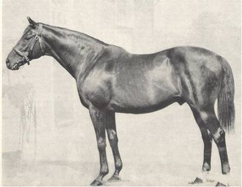 Nearco