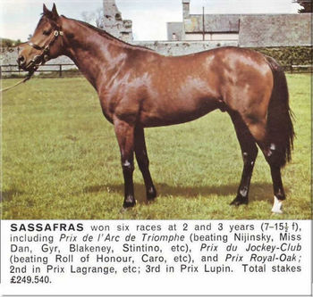Sassafras
