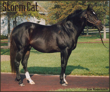 Storm Cat