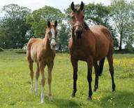 Horse Highland Gift  2