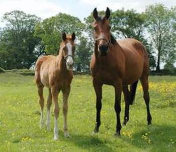 Horse Highland Gift  2